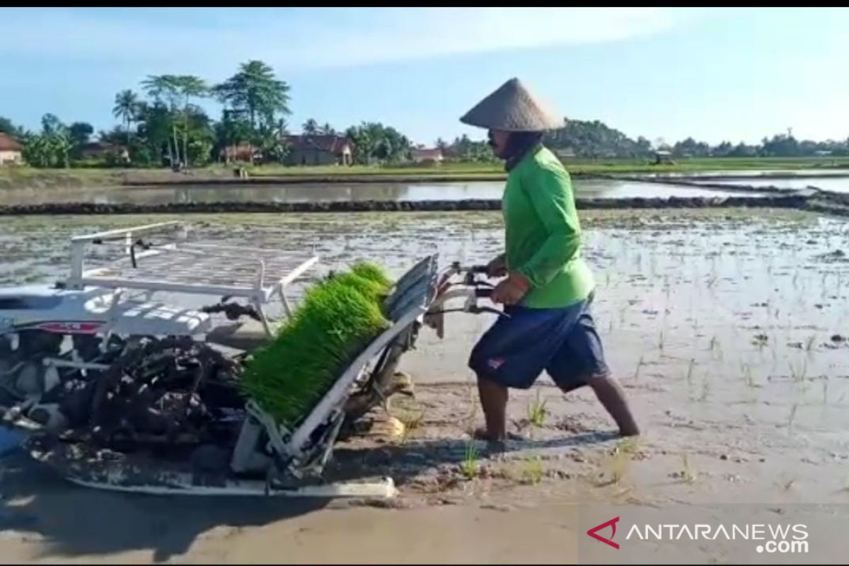 Rice plantation sooner as precaution against food crisis amid pandemic