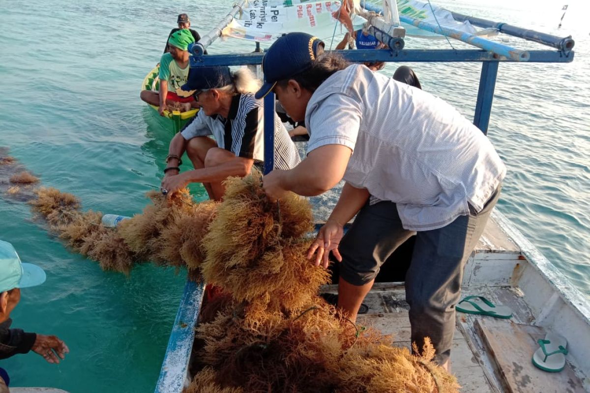 Industrialisasi rumput laut bukan jalan instan