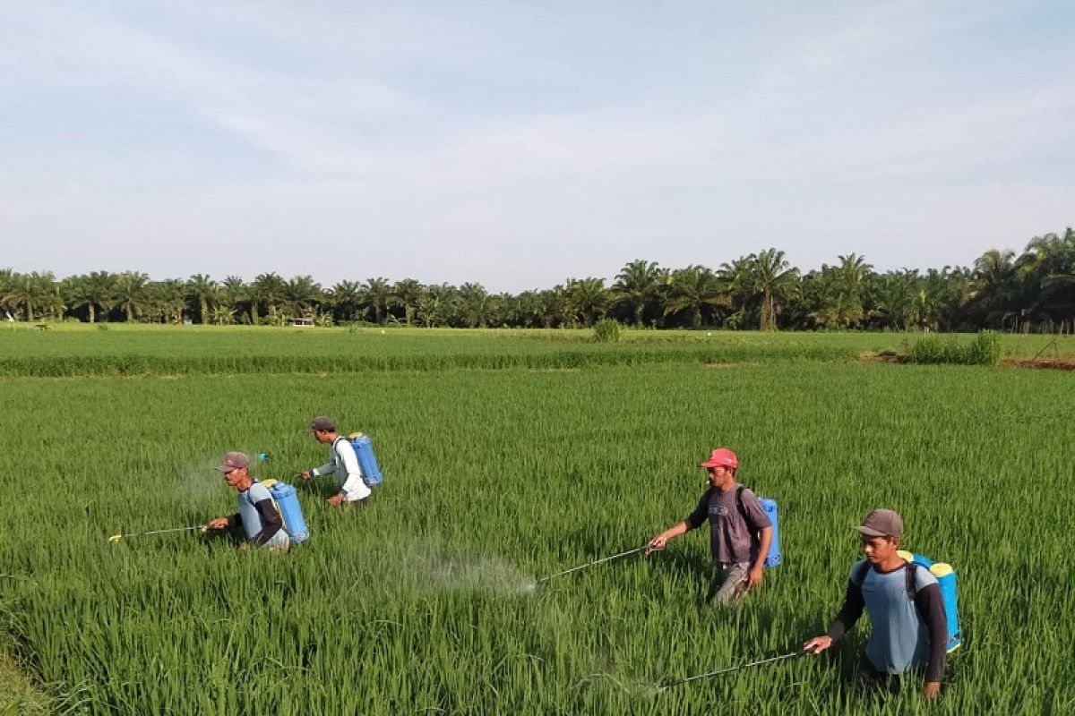 Produksi gabah petani Mukomuko turun