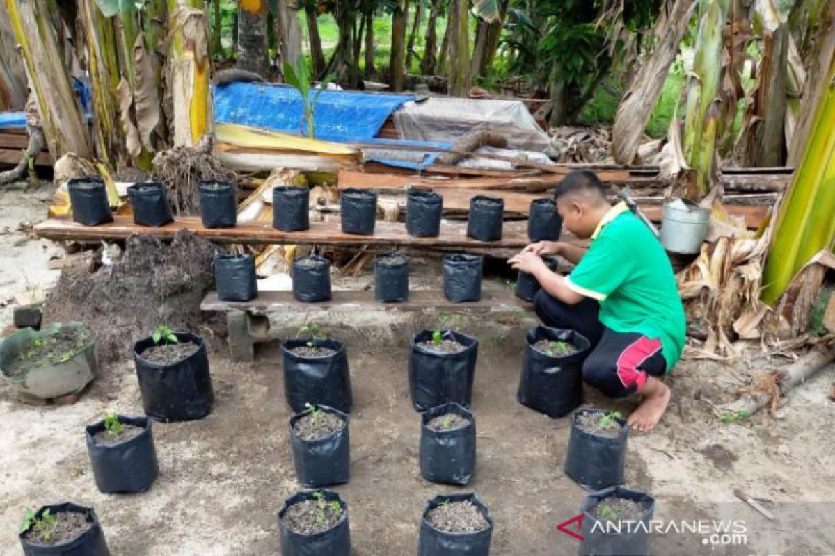 Pandemi COVID-19, mahasiswa Polbangtan Medan giat cocok tanam di pekarangan rumah