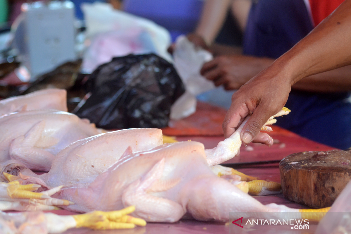 Harga ayam potong di Gorontalo Utara merangkak naik