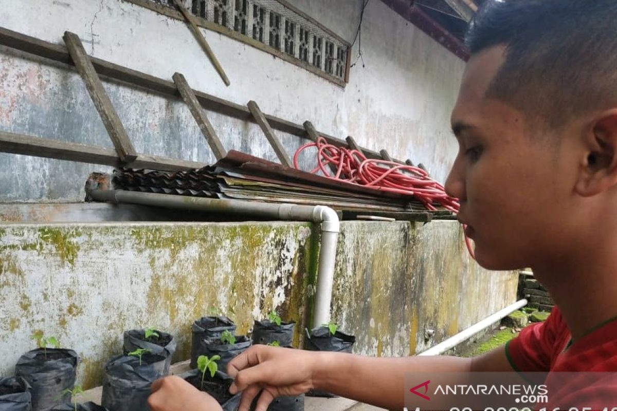 Dimasa COVID-19, Polbangtan Medan giat ajak petani manfaatkan lahan pekarangan