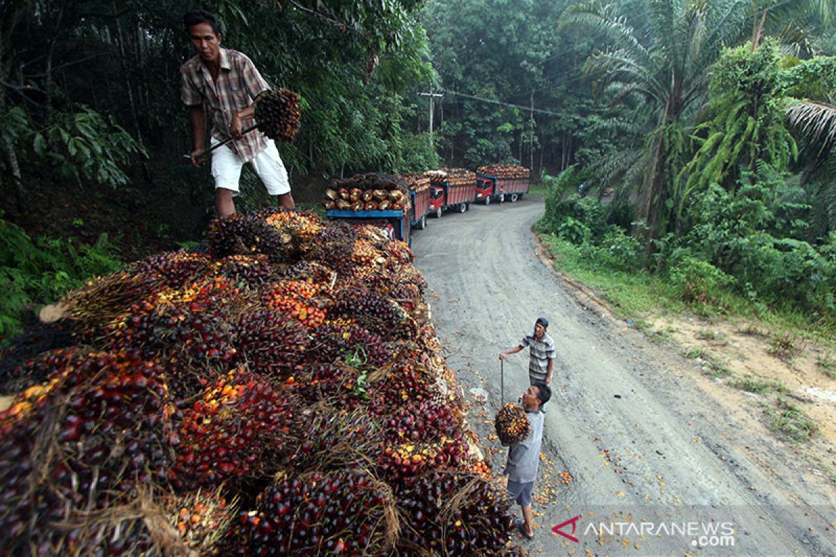 Petani sawit masih bisa bertahan di tengah pandemi