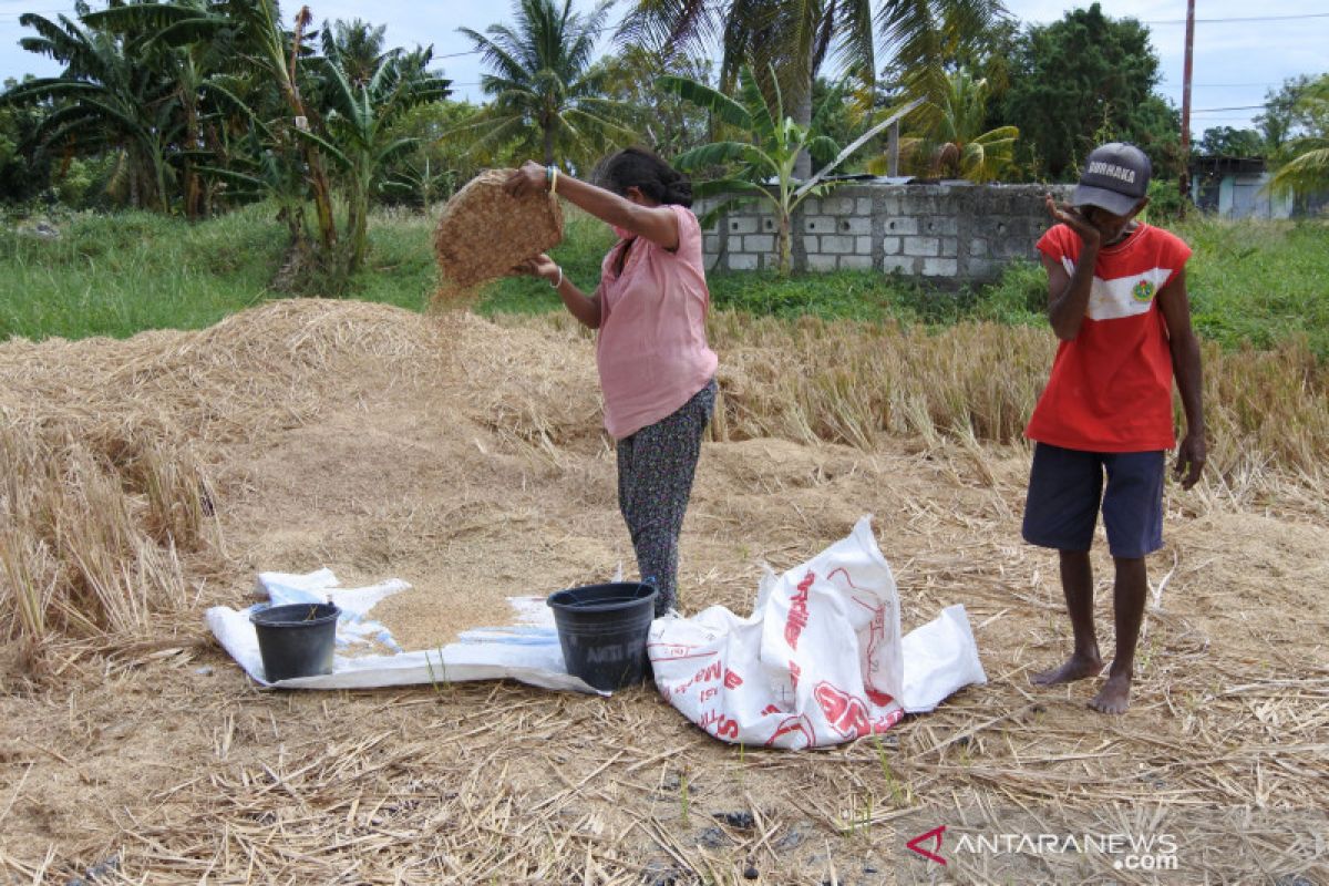 Mulai panen, Pemkab Kupang jamin stok pangan aman selama COVID-19