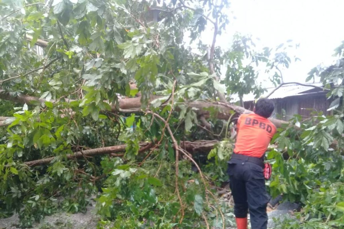 Rumah warga Agam tertimpa pohon tumbang saat angin kencang