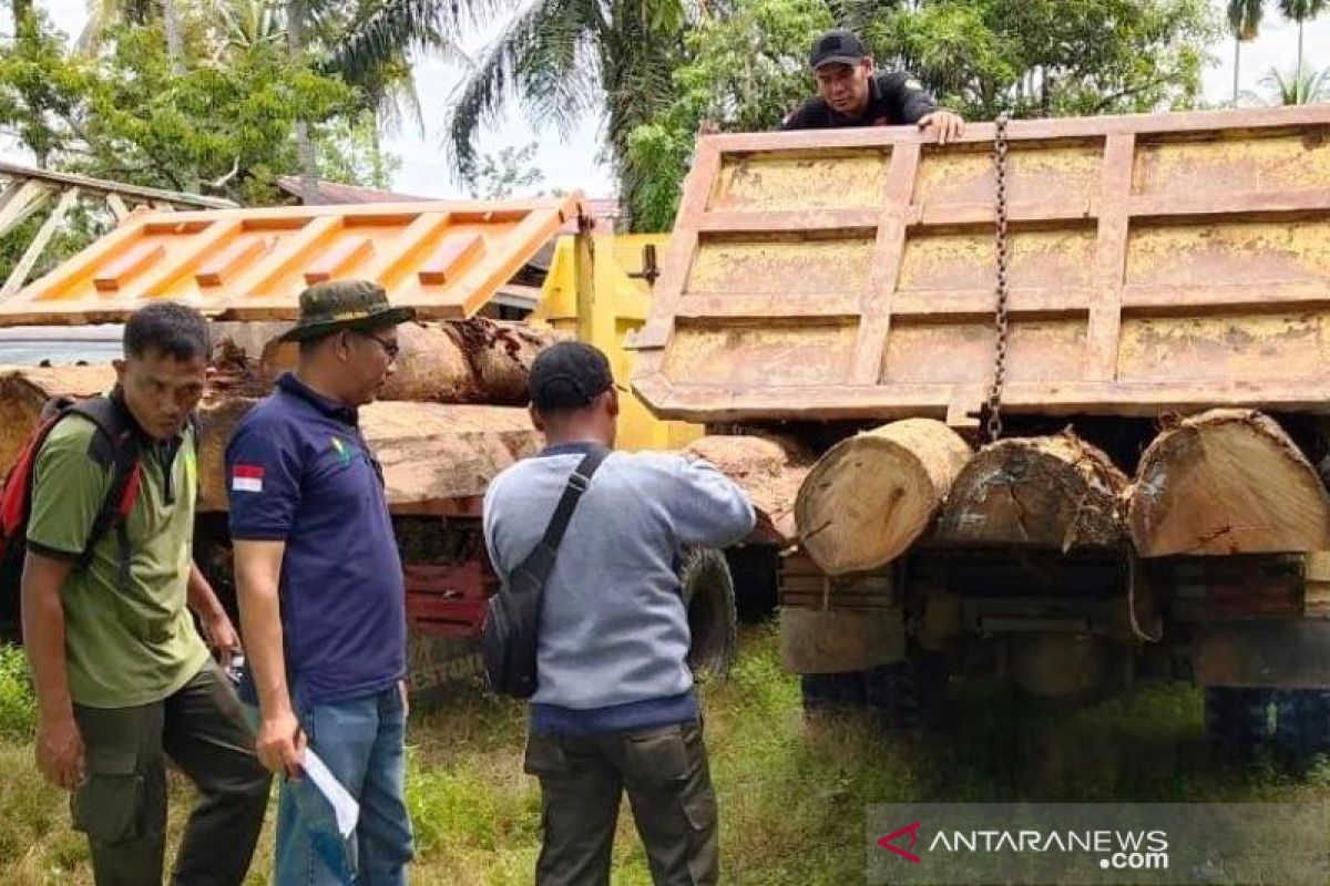 Polisi tangkap tujuh pelaku penebang hutan di Nagan Raya