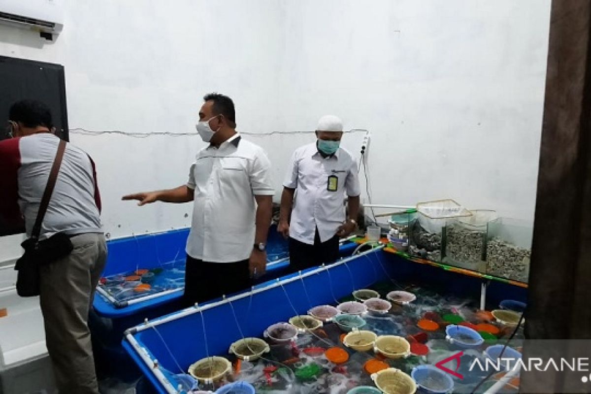 Polisi gagalkan penyelundupan benih lobster senilai Rp6,73 miliar