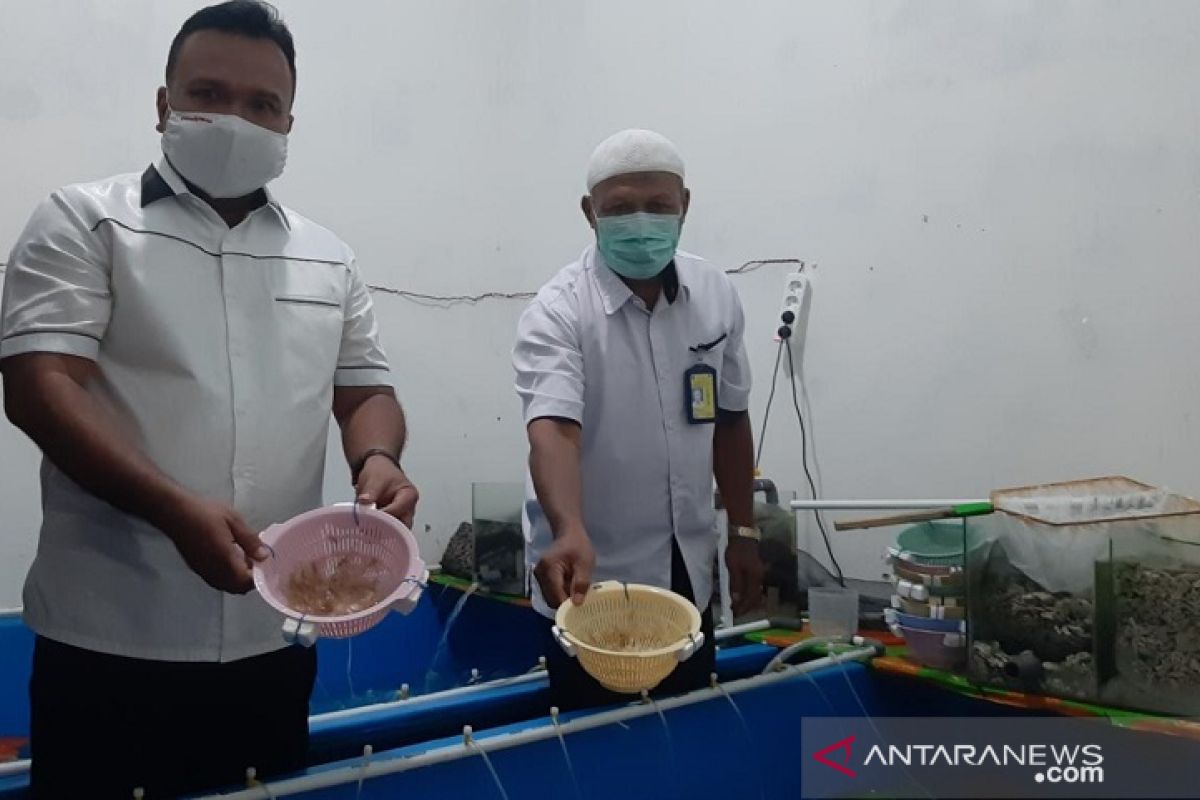 Polisi Jambi tangkap lima orang terkait  penyelundupan benih lobster