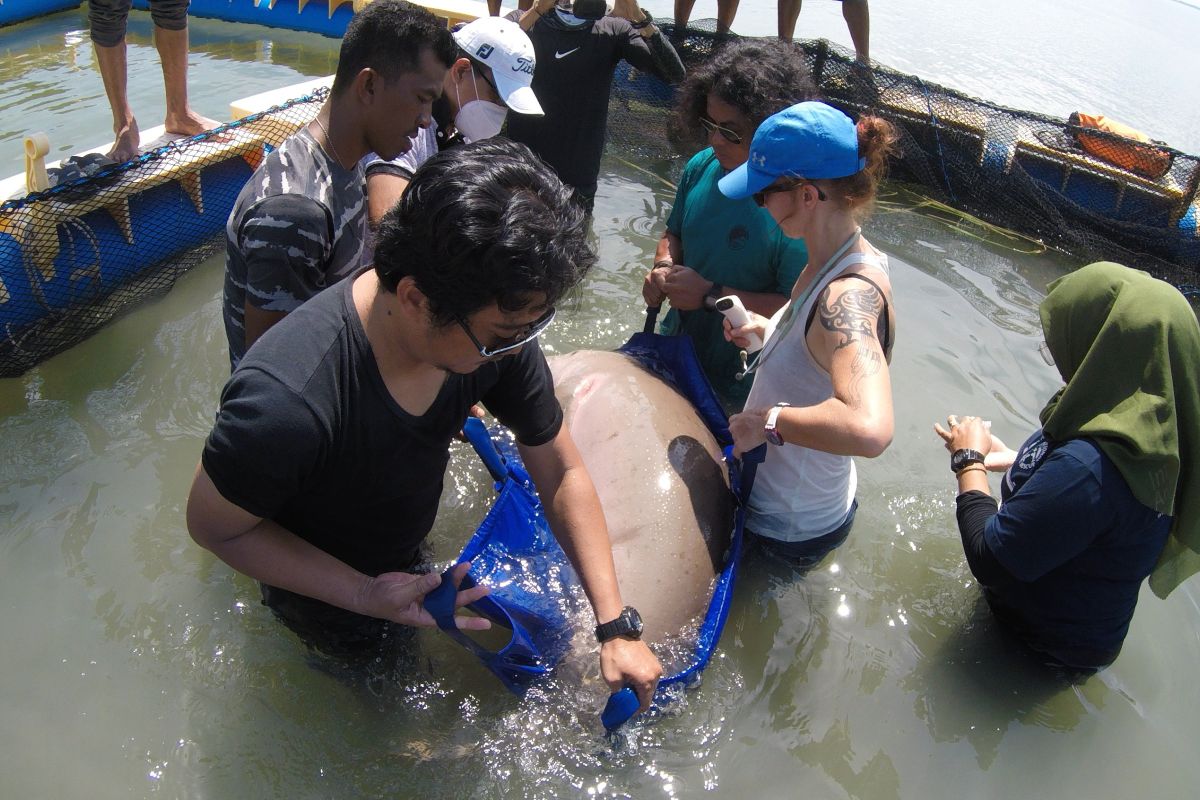 BKSDA Kalbar dan Pemerhati lingkungan lepasliarkan satu ekor dugong