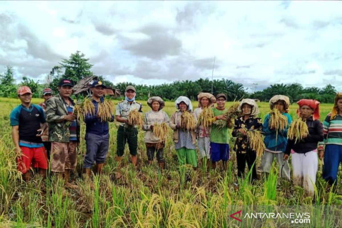 COVID-19, mahasiswa Polbangtan Medan tetap semangat kawal panen padi lokal di Tapteng