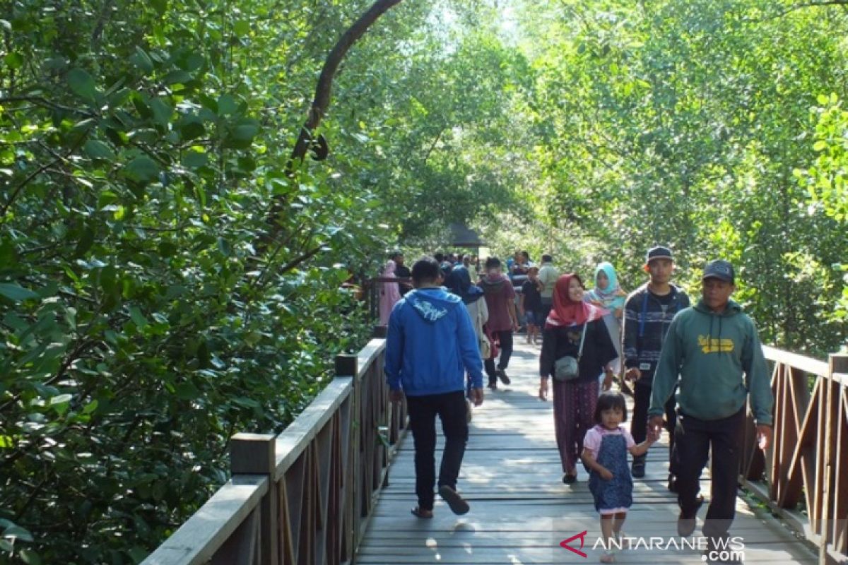 Perlindungan 3,49 juta hektare mangrove lebih penting dari rehabilitasi
