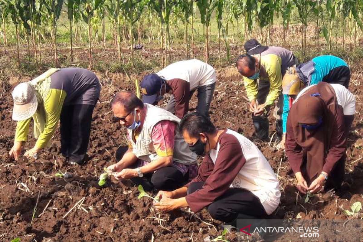 DIklaim tahan iklim ekstrem, Temanggung kembangkan Tembakau Kemloko