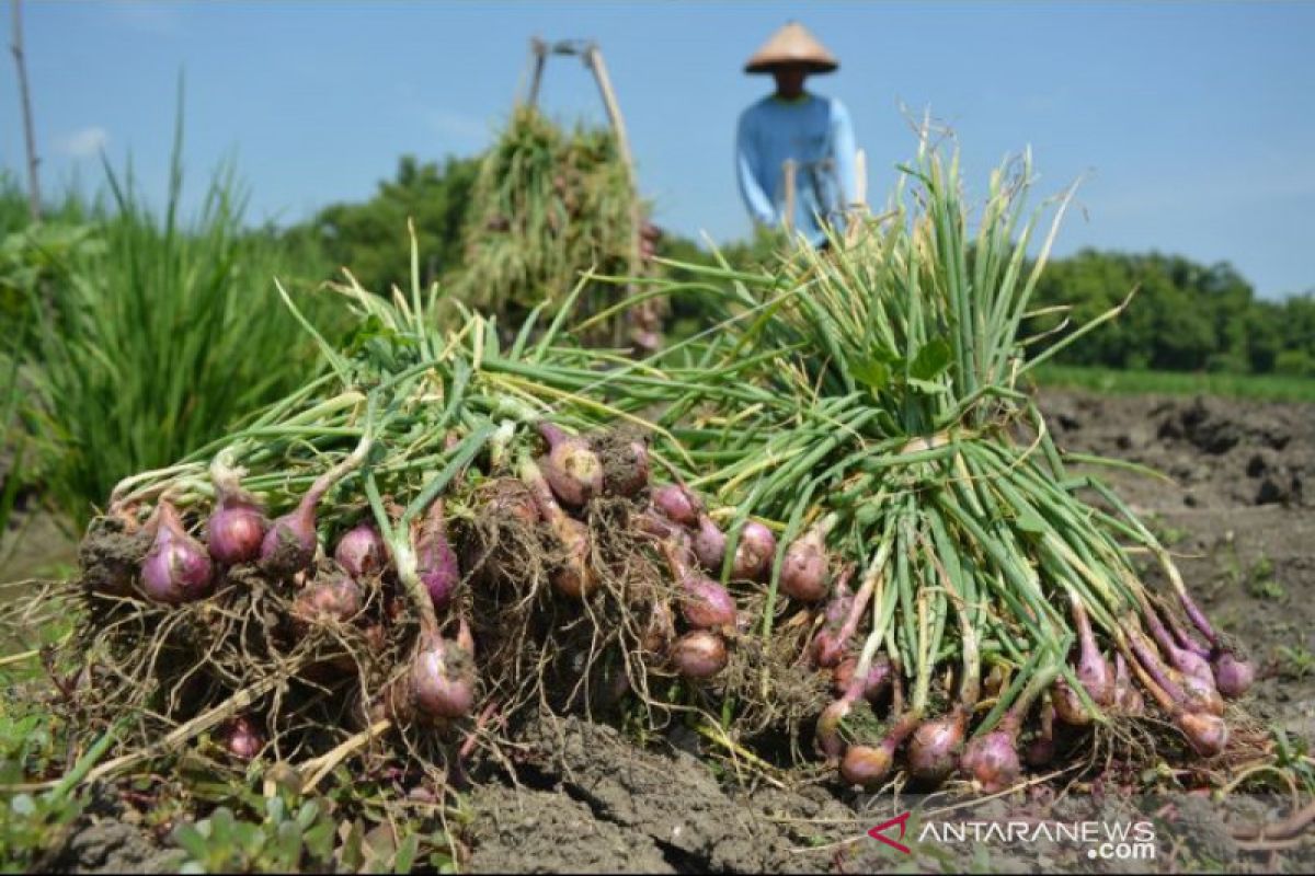 Mentan panen raya bawang merah di Bima pastikan produksi tercukupi