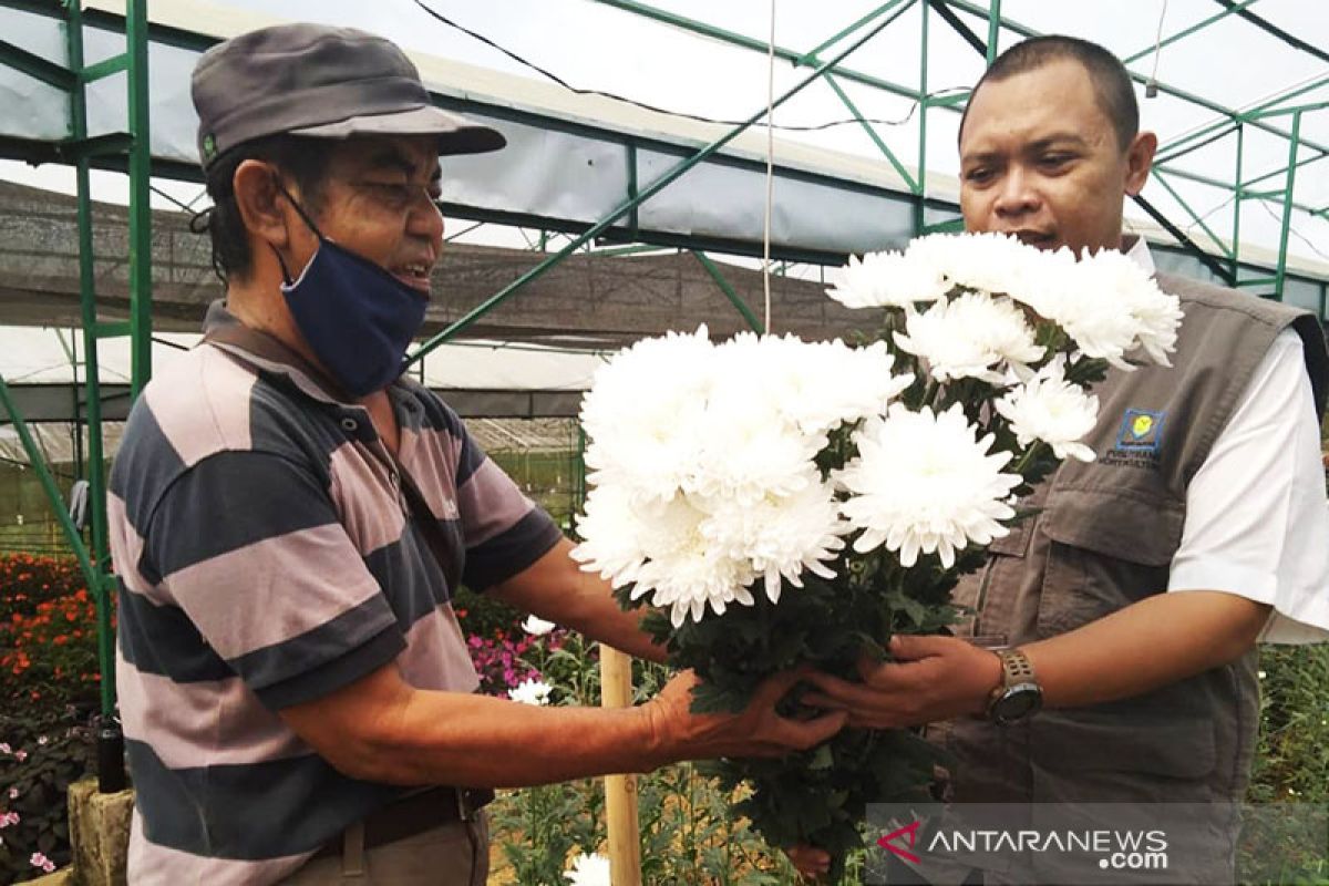 Di tengah pandemi, bunga krisan Balitbangtan tetap diminati