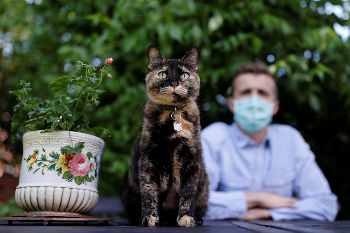 Kucing di Prancis selamat dari infeksi virus corona