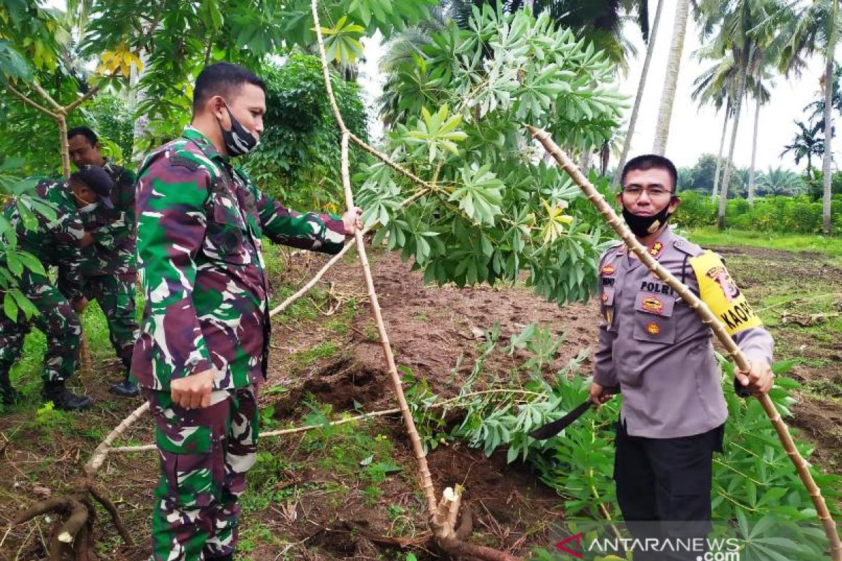Kodim Nagan Raya galakkan penanaman ubi kayu untuk ketahanan pangan ditengah pandemi