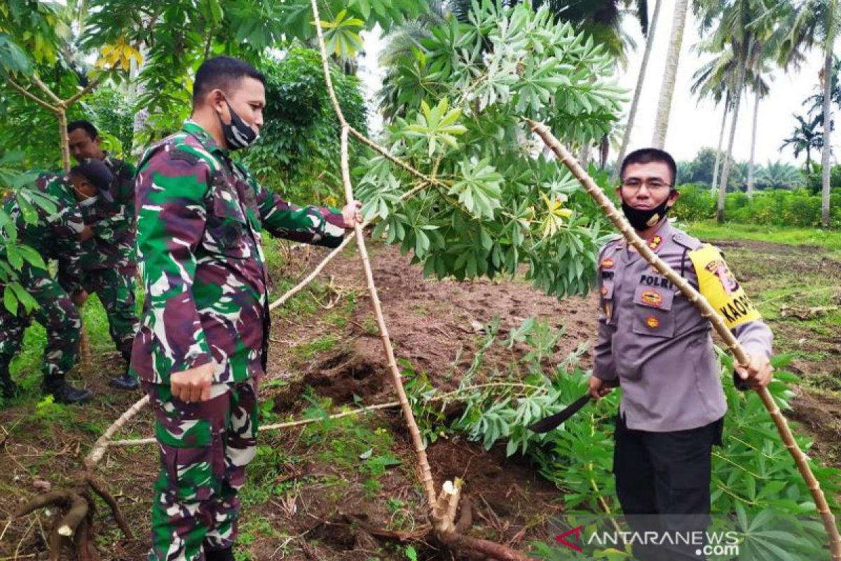 Kodim Nagan Raya motori penanaman ubi kayu untuk ketahanan pangan