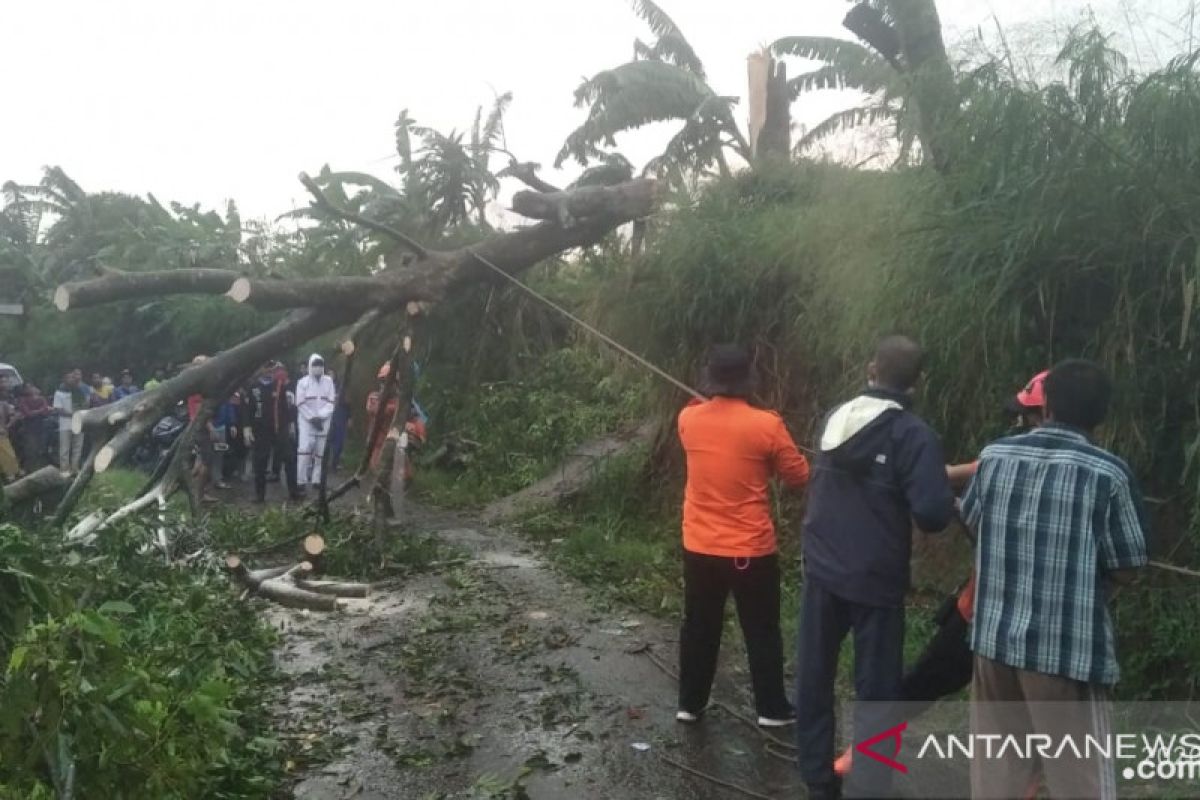 Hujan deras di Kota Bogor, pohon tumbang di empat lokasi.