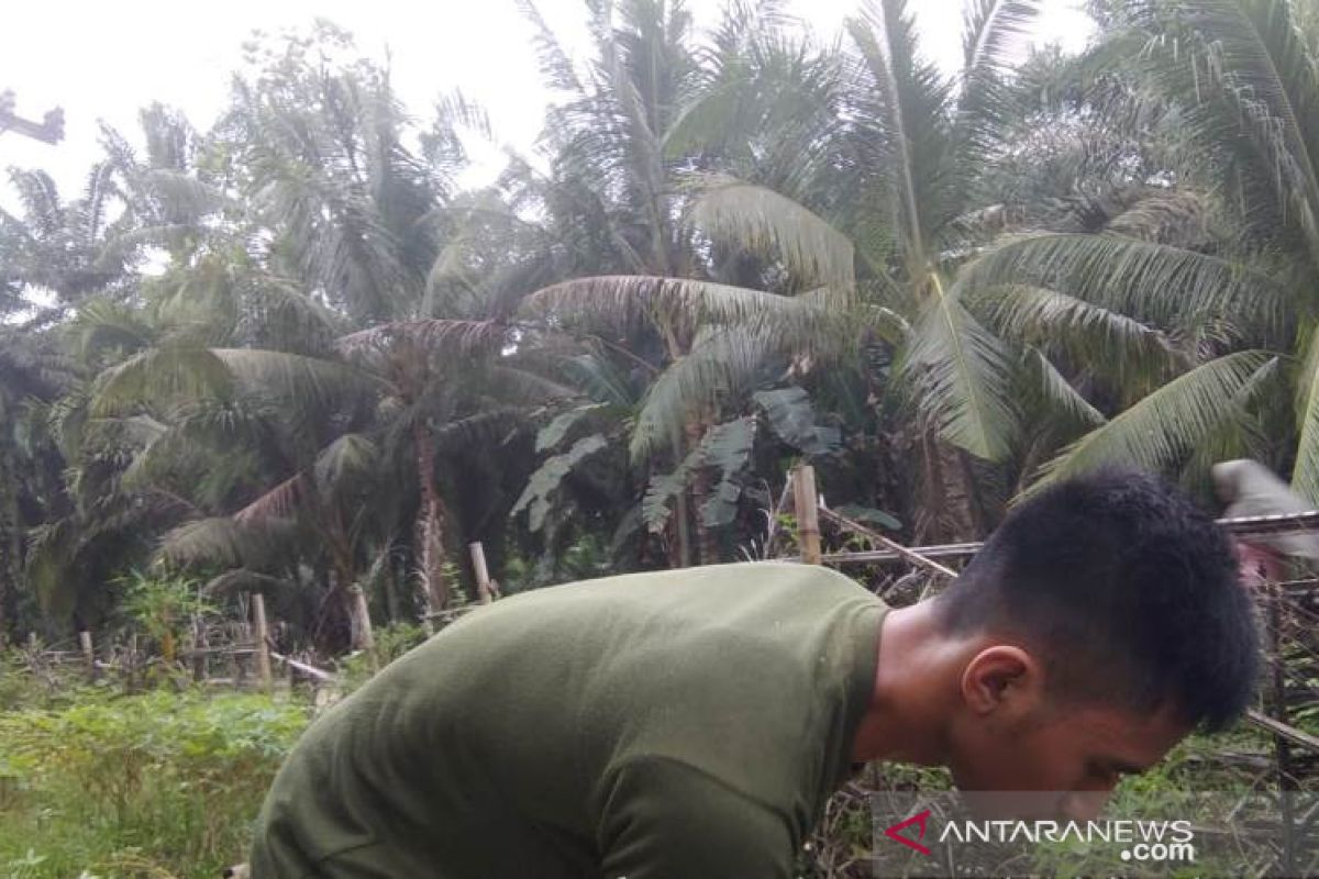 Mahasiswa Polbangtan Medan aktif bertani semasa pandemi COVID-19