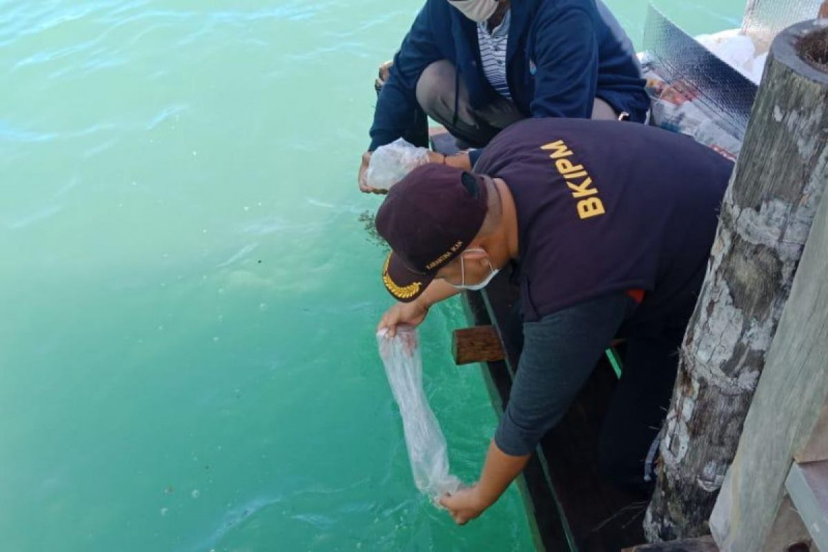 44.770 benih bening lobster dilepasliarkan di kawasan konservasi Mandeh Sumbar