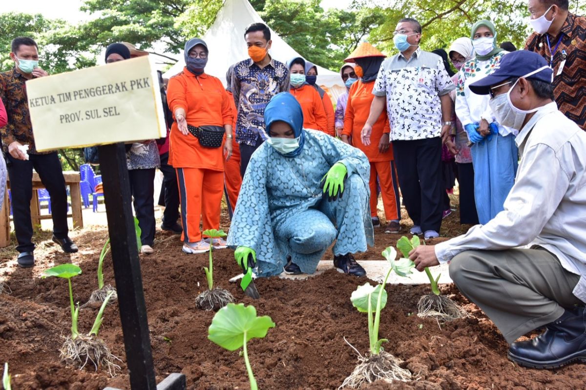 PKK Sulsel ikut penanaman perdana talas satoimo di Makassar