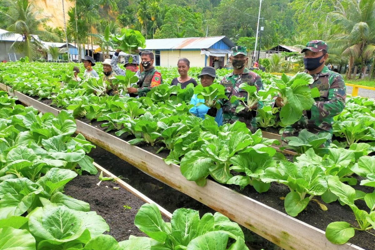 Kodim 1709/Yawa bersama kelompok tani Ketuapi panen perdana sayuran