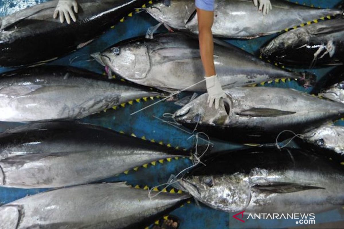Tuna and lobster exports from Padang stalled during COVID-19 pandemic