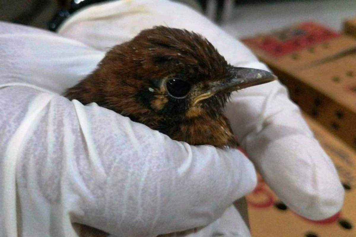 BBKP Surabaya gagalkan selundupan ratusan ekor burung punglor