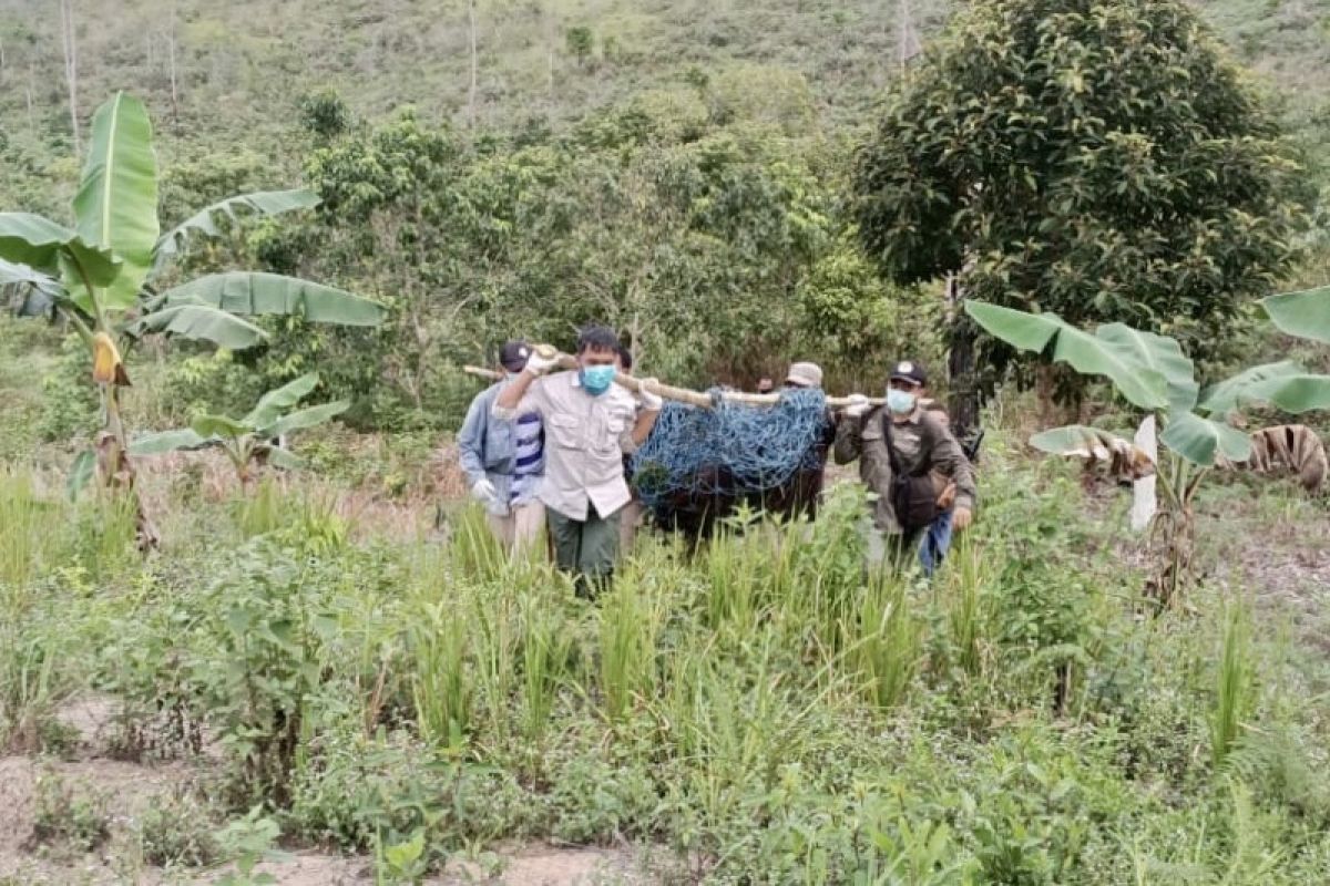 BKSDA selamatkan orangutan di dekat pemukiman warga