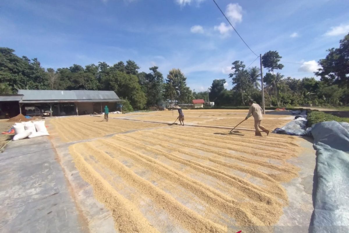 Semester satu, Bulog serap gabah petani 700.000 ton