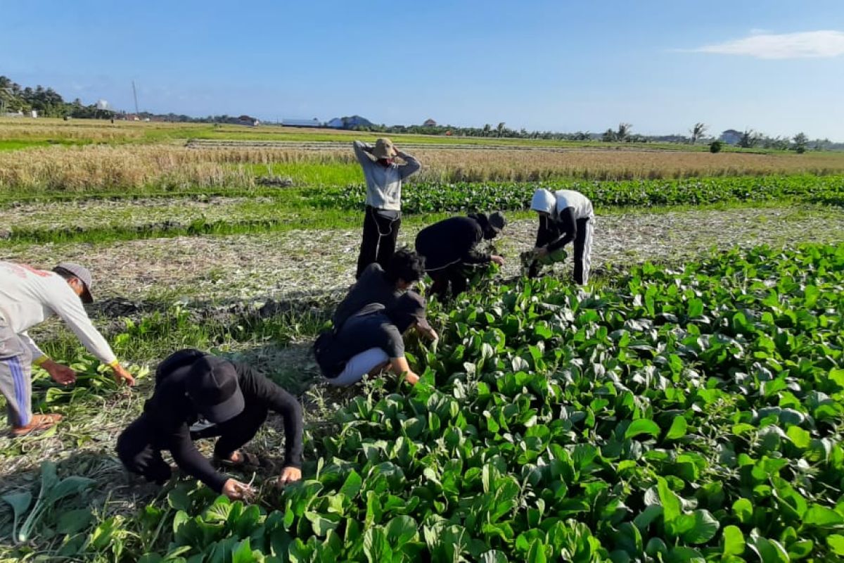 Petani di Tabanan panen sawi hijau dua ton selama pandemi