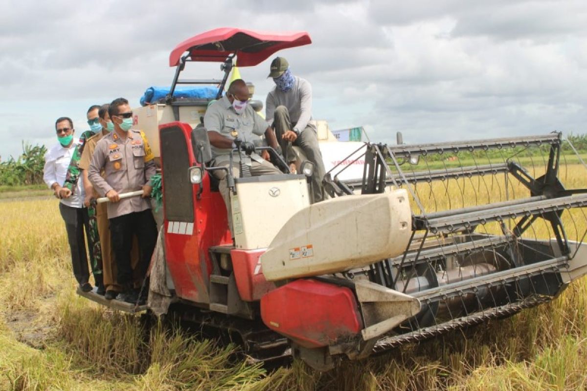 Forkopimda Merauke lakukan panen raya padi seluas 42 hektare