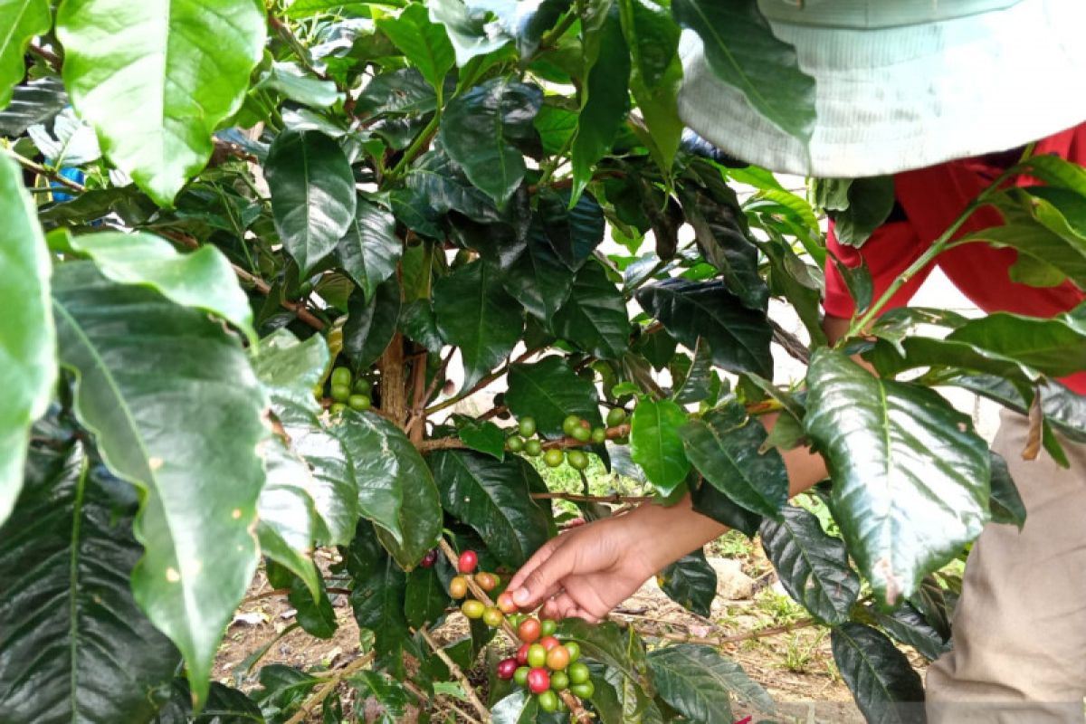 Harga kopi arabika di Kabupaten Solok anjlok, petani merugi