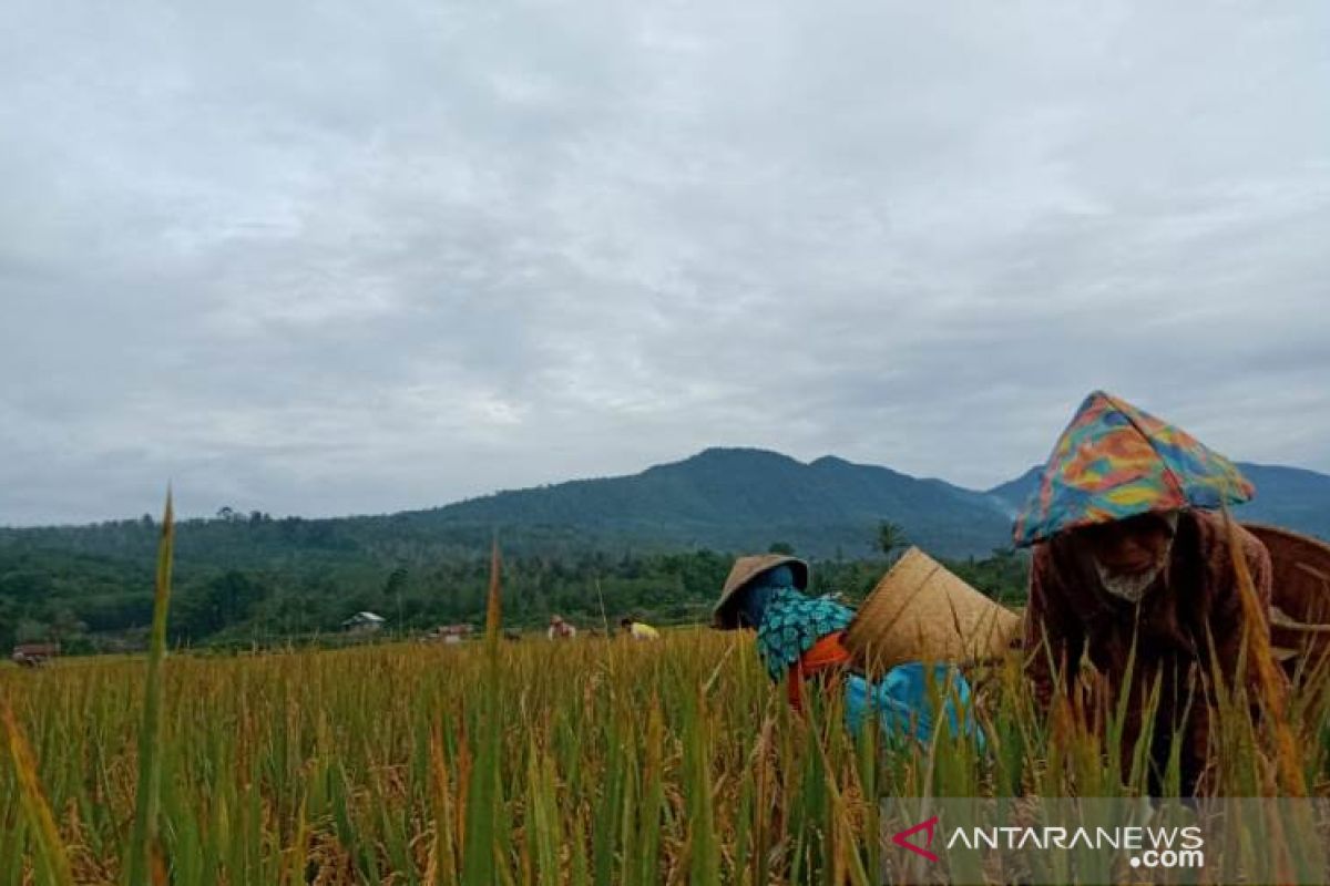 Mahasiswa Polbangtan Medan asal Bengkulu dampingi petani memanen padi