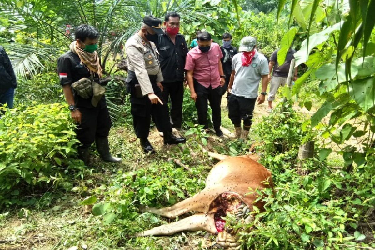 Lagi, lembu warga Bahorok Langkat dimangsa harimau