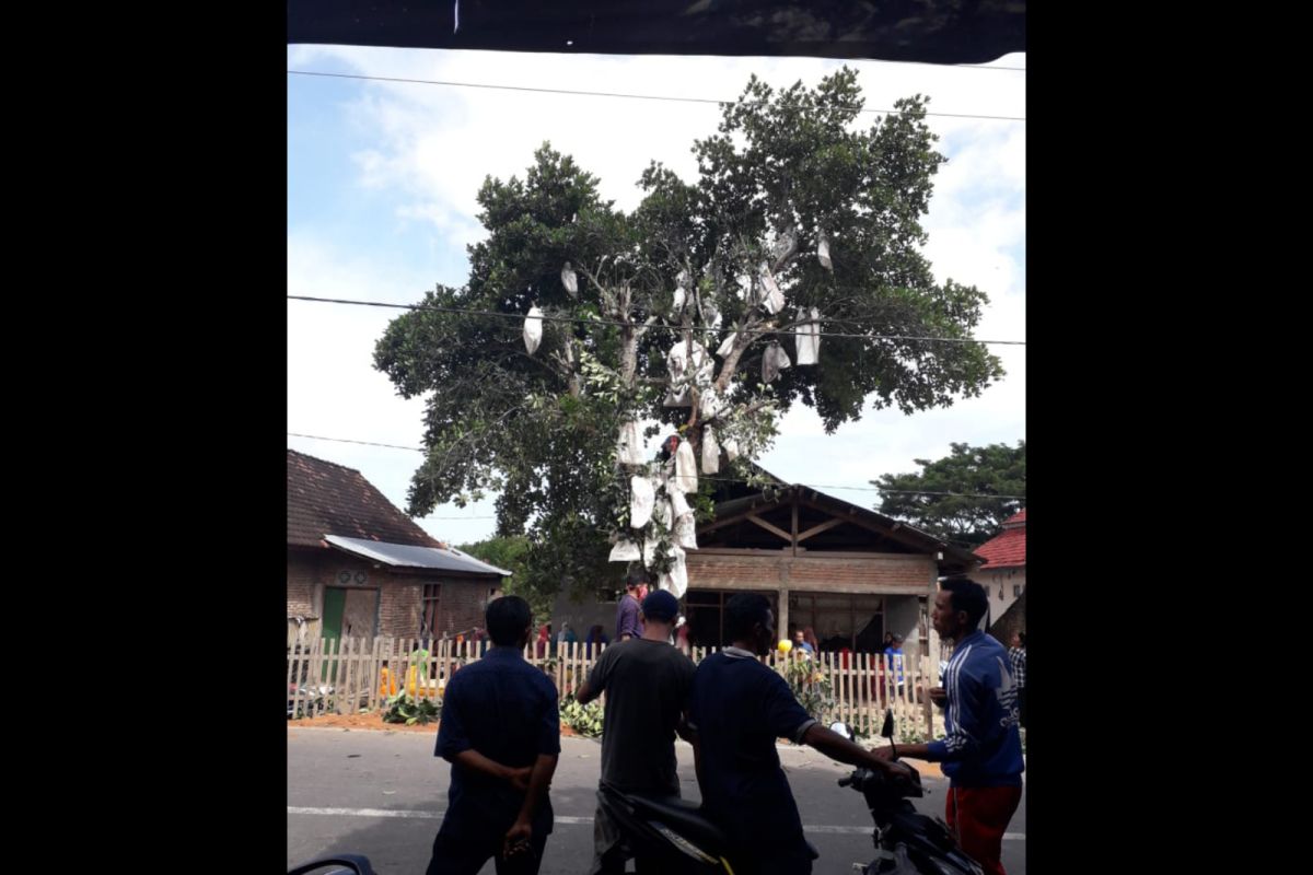 Ingin bungkus buah nangka di pohon, seorang pria di Dompu malah kesetrum listrik dan meninggal