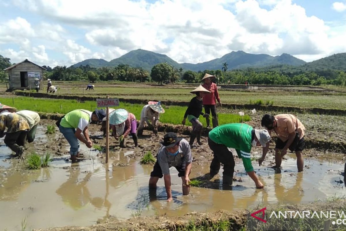 Kabupaten Landak lakukan penguatan pangan dengan menanam padi unggulan