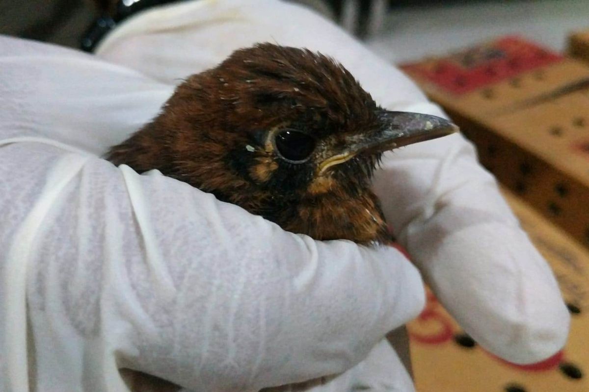 Balai Karantina Surabaya gagalkan penyelundupan ratusan burung punglor