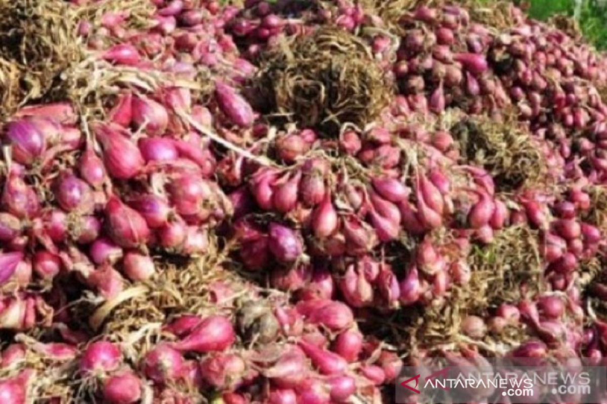 Distributor bawang di Bangka Belitung tambah stok 46 ton
