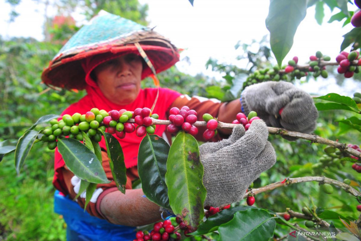 Gubernur Jambi minta petani pertahankan kualitas kopi guna perluas pasar