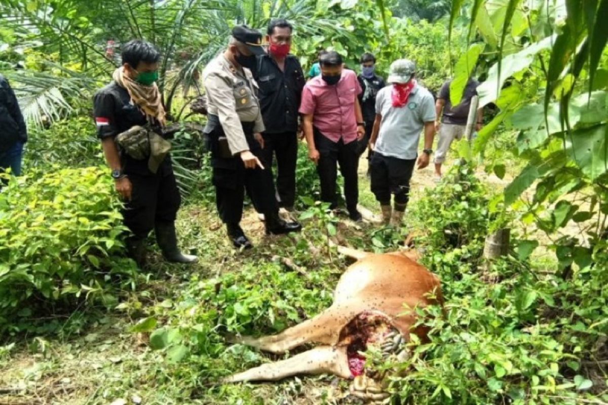 Lagi, seekor lembu warga Bahorok Langkat dimangsa harimau