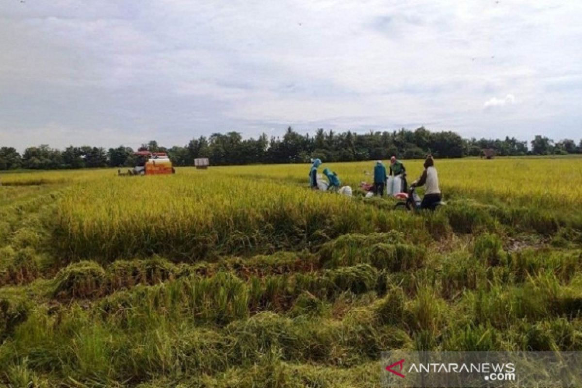 Hujan dan angin kencang ancam produksi padi siap panen di Sultra