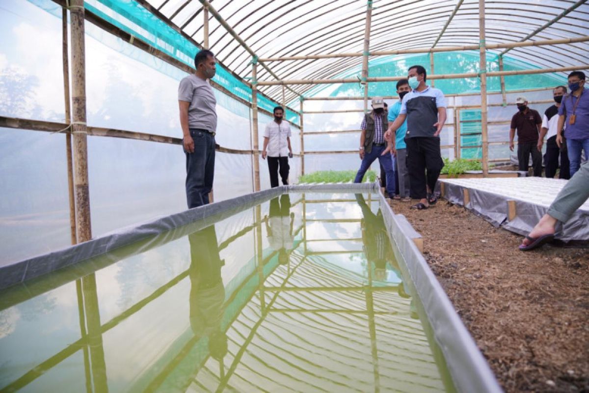 Wagub Sulawesi Selatan kunjungi "greenhouse" petani Bone