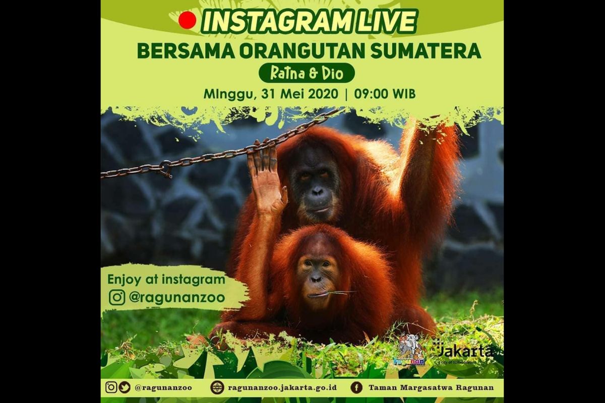 Ragunan Zoo's virtual tour features Sumatran orangutans