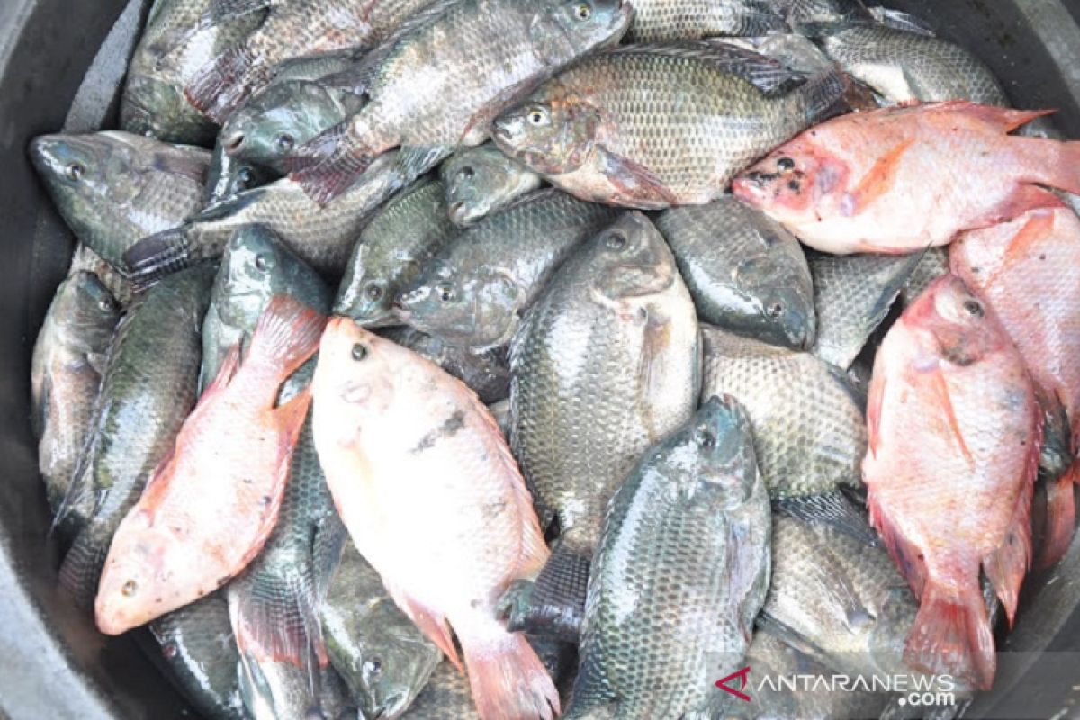 Permintaan ikan gurami di Kediri turun saat pandemi