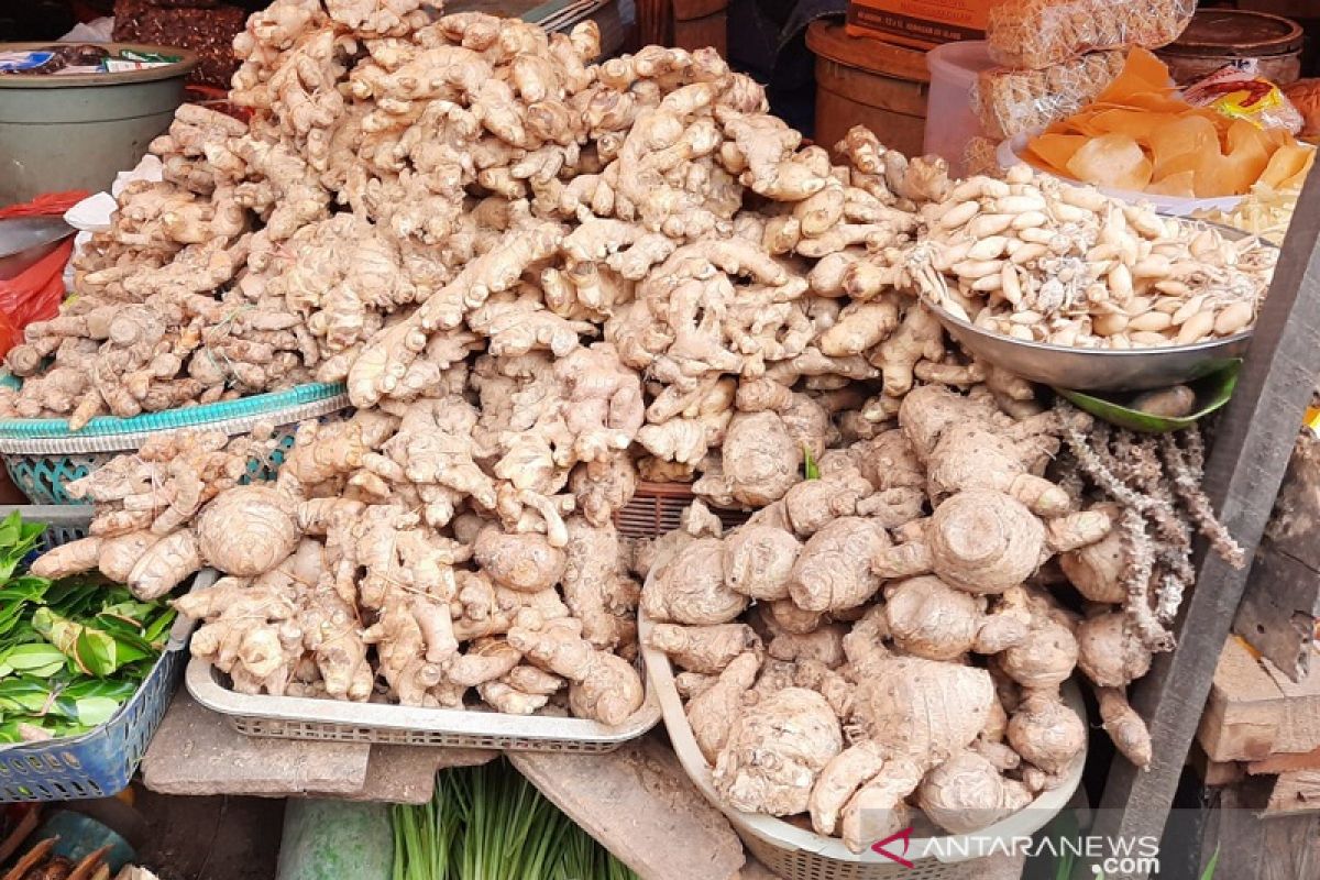 Curah hujan tinggi, petani manfaatkan tanam jahe secara alami