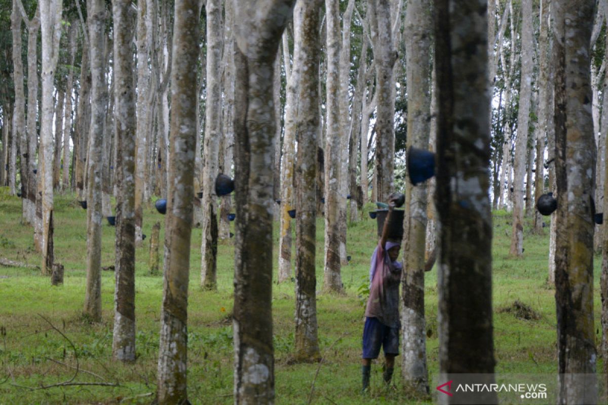 PTPN Group terapkan teknologi digital farming kelola perkebunan