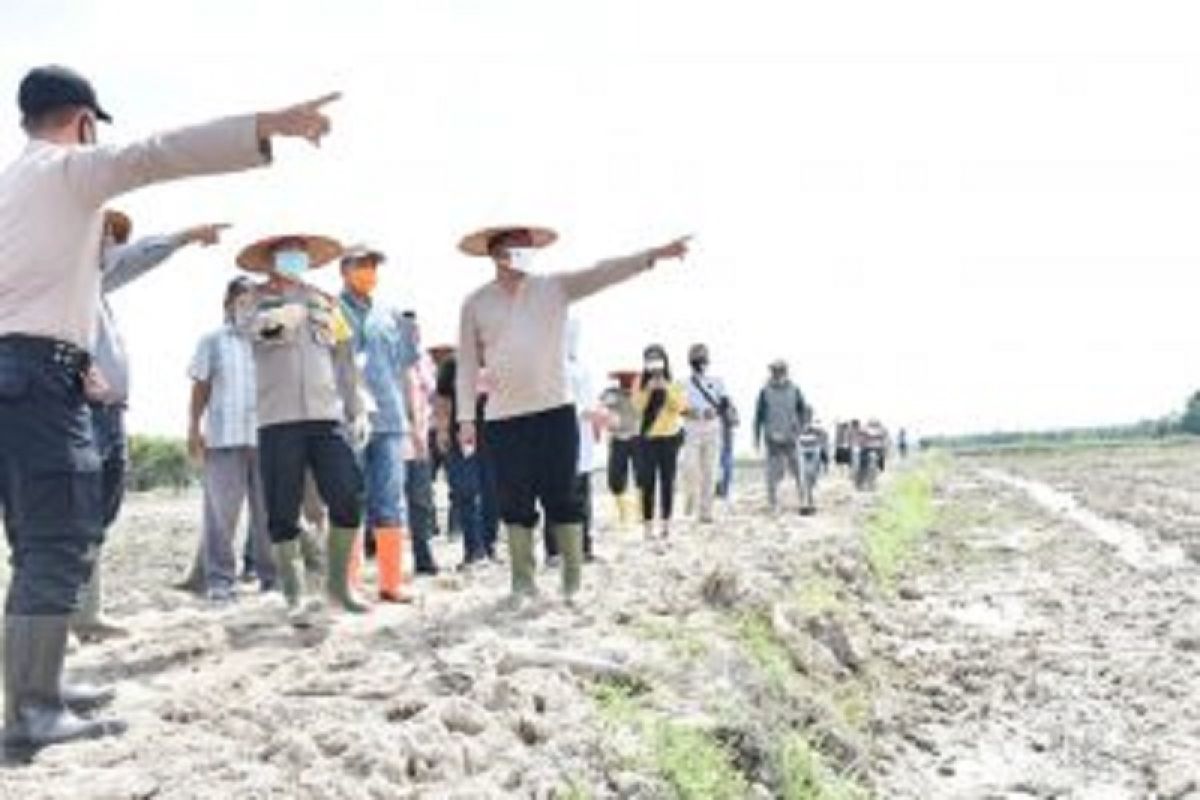 Lahan 20 hektare sawah baru di Serdang Bedagai siap tanam  padi