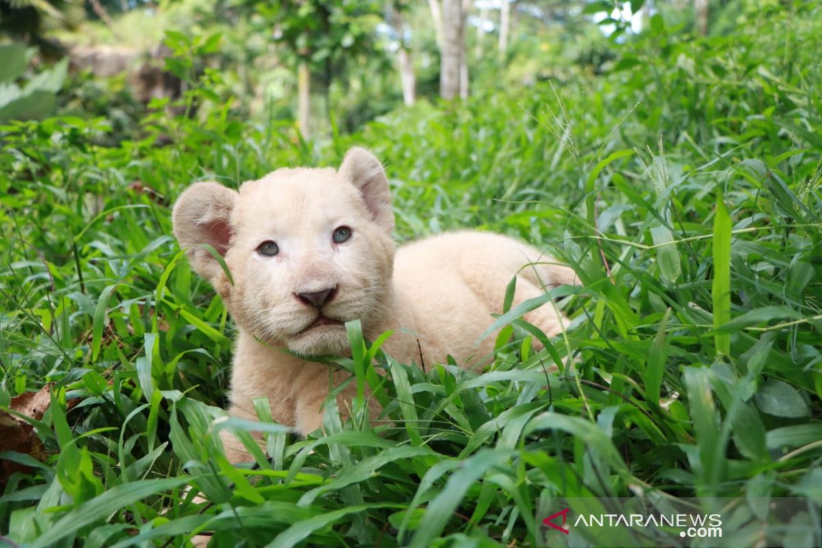 Bayi singa putih lahir di TSP Jatim di tengah pandemi COVID-19