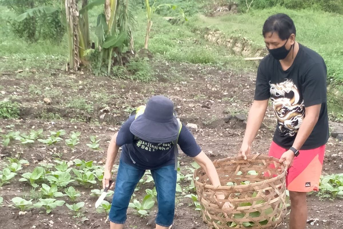 Bertanam dinilai jadi solusi penghasilan di tengah pandemi